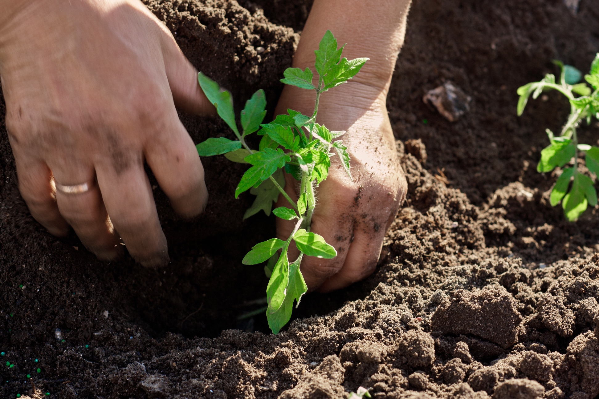 Hände die Pflanze einsetzen
