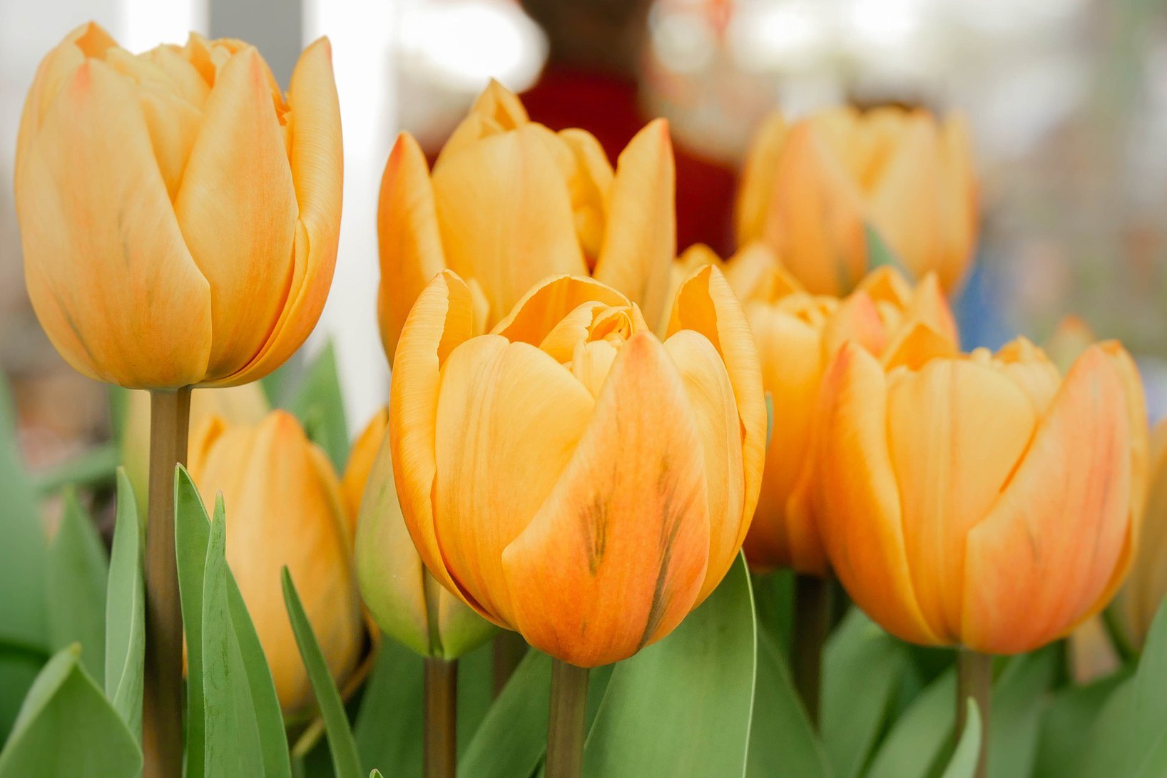 Frühlingshafte Tulpen